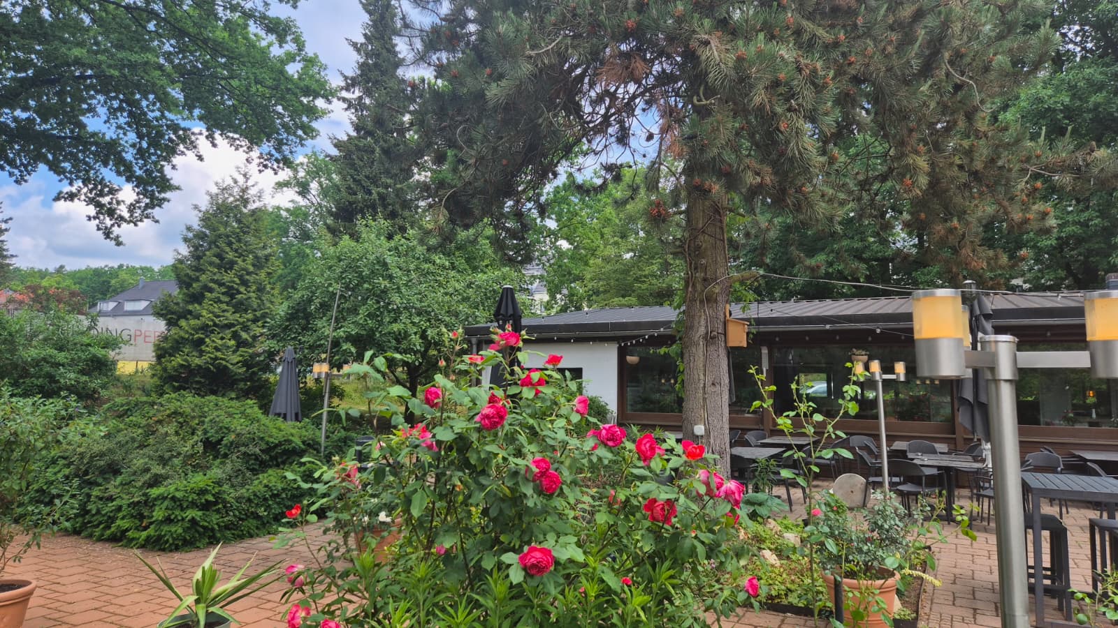 Außenterrasse der Taverna Mediterranea mit Rosen und mediterraner Atmosphäre
